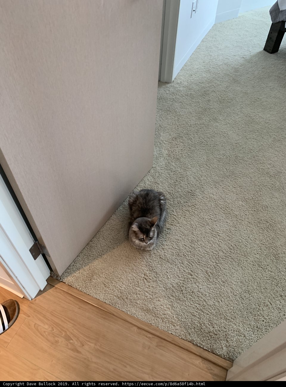 The Floor-sitting Feline