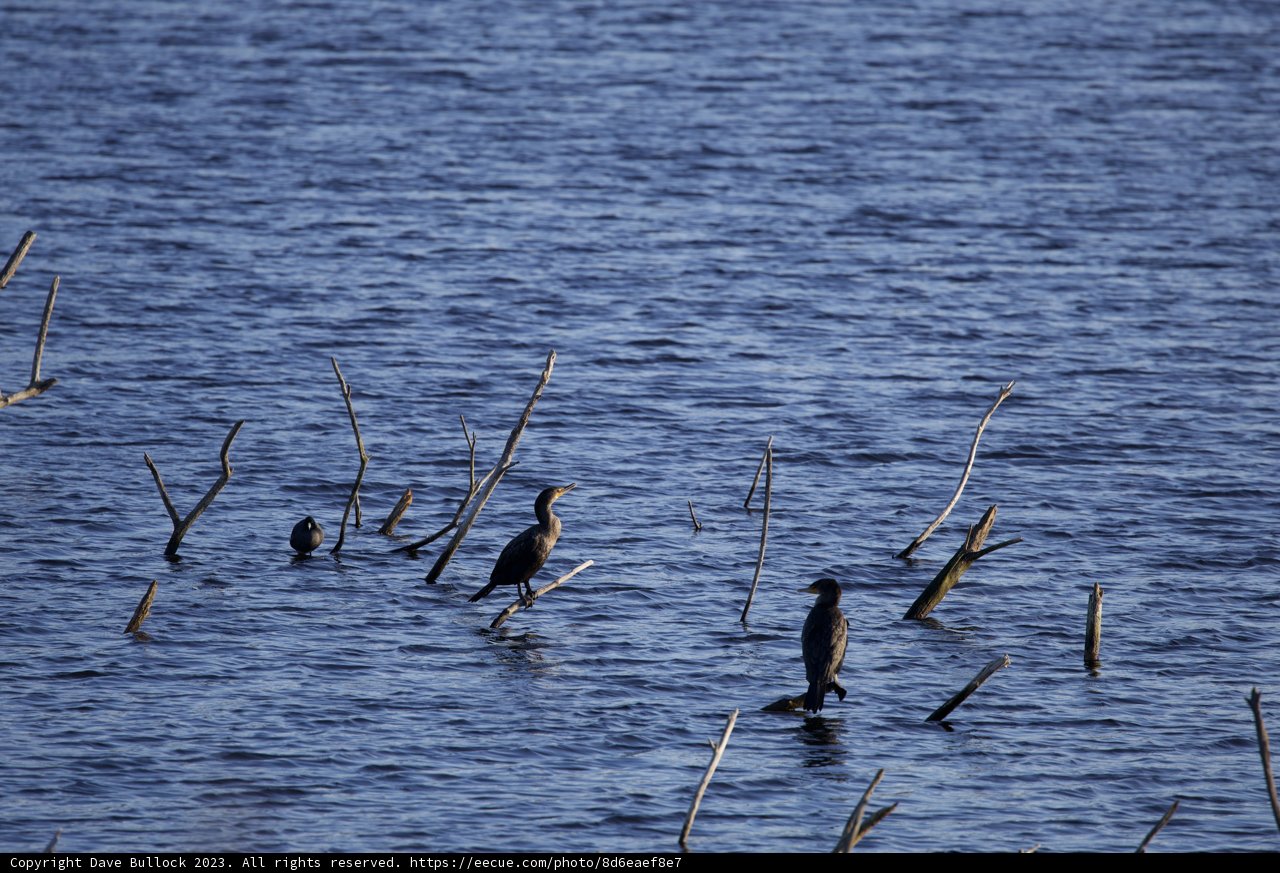 Birds of Lake Merced in Unity