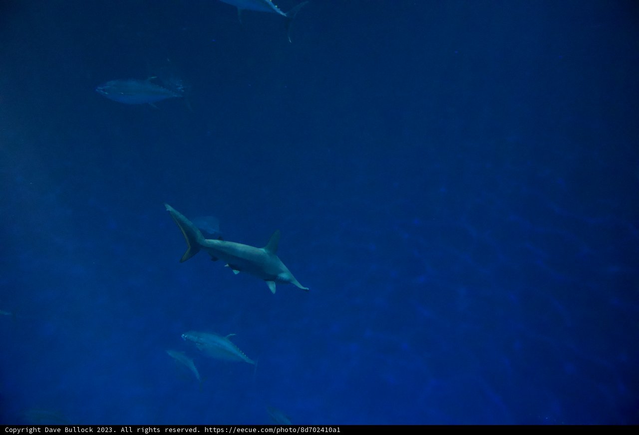 Subaqueous Soirée: A Gathering of Sharks