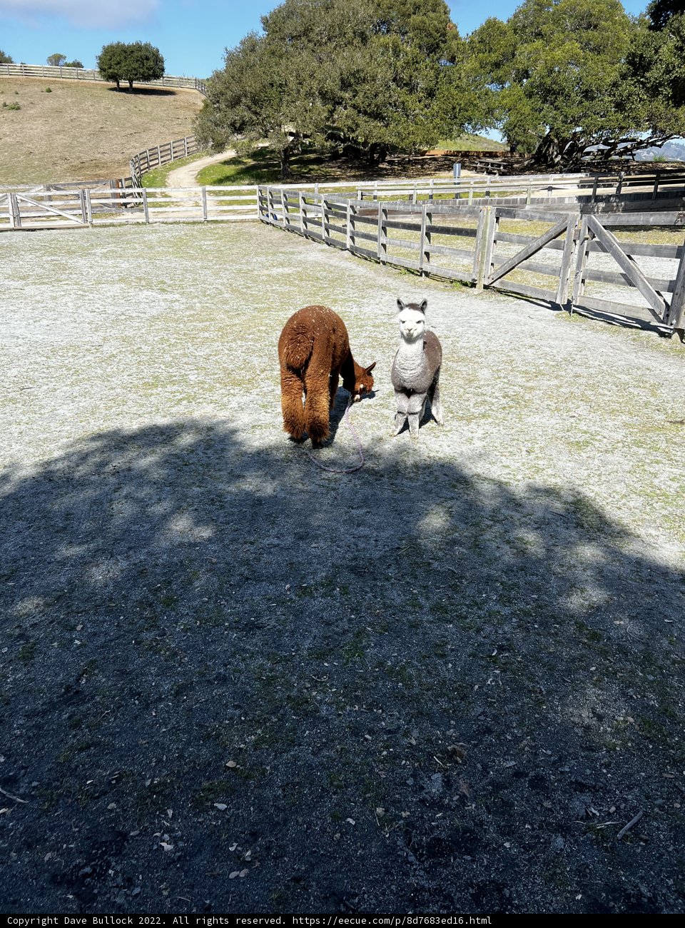 Two Llamas Grazing in the Countryside