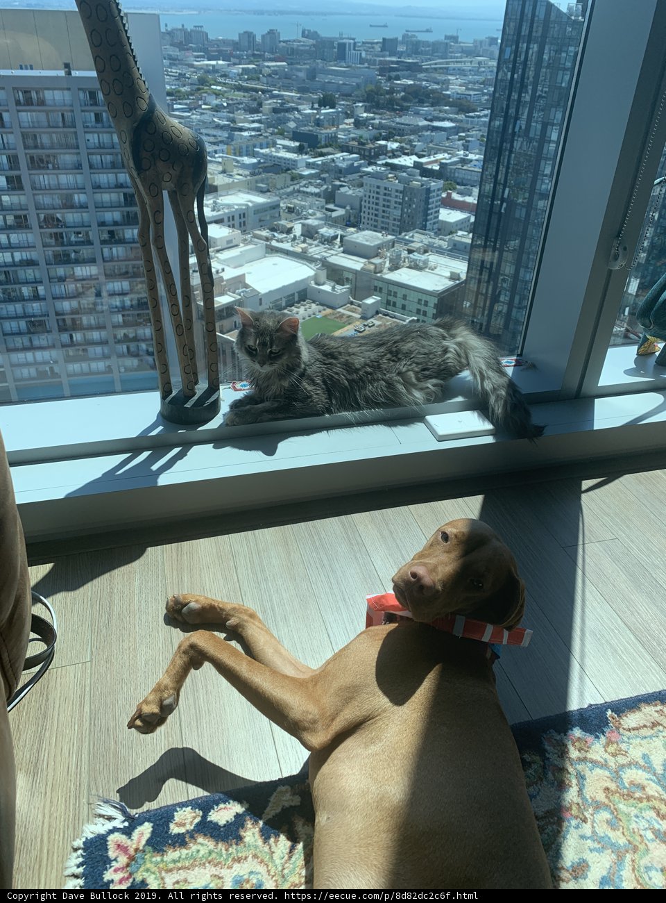 Furry Friends at Home