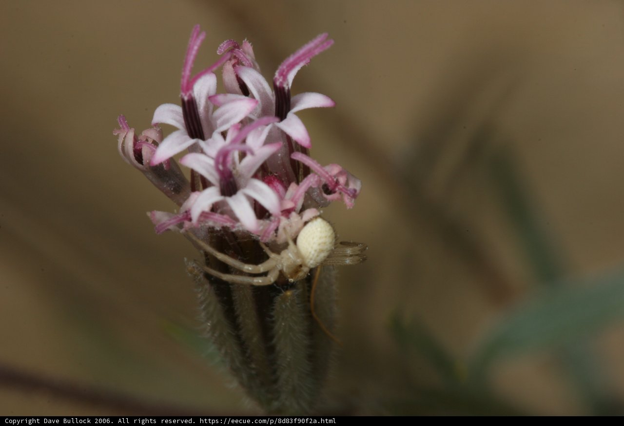 Arachnid in Bloom