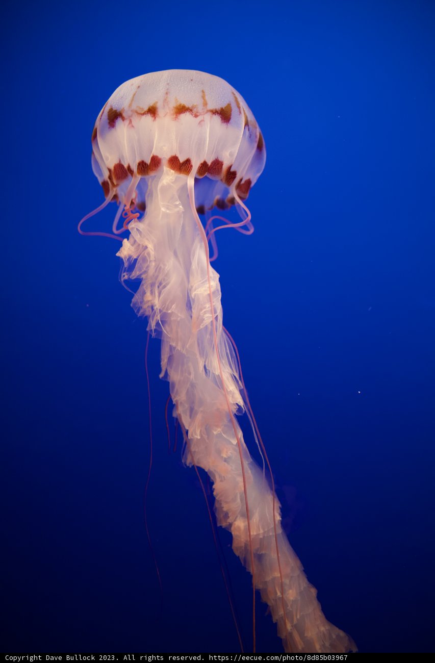 Graceful Wanderer in the Deep