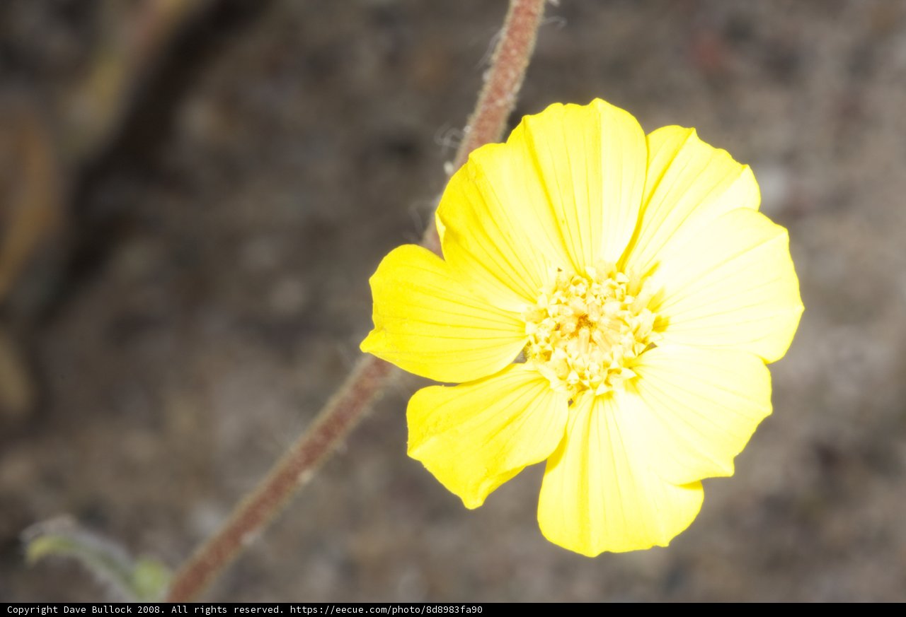 Desert Daisy Blooms Bright