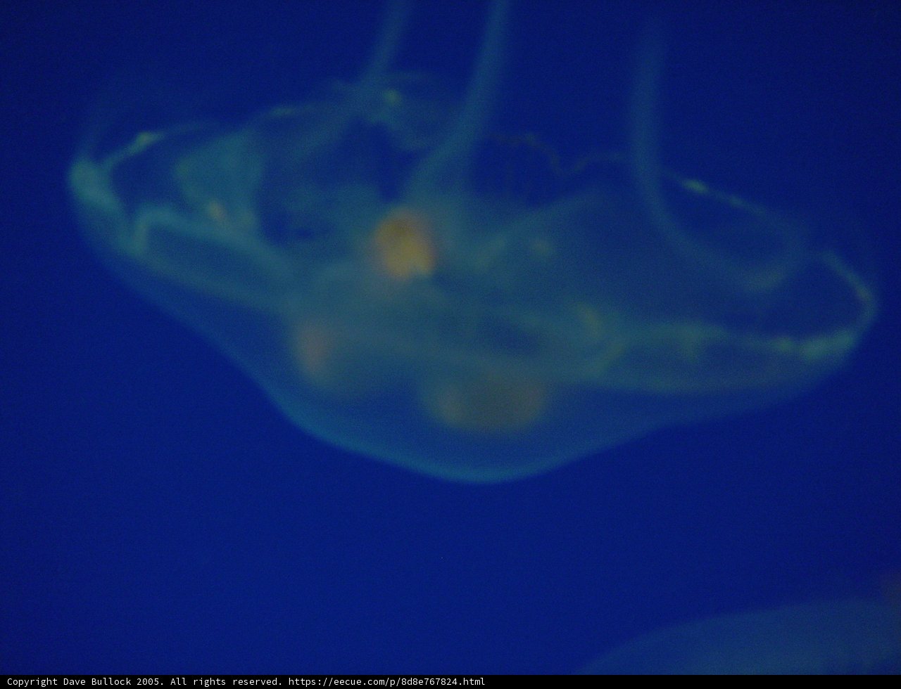Graceful Jellyfish