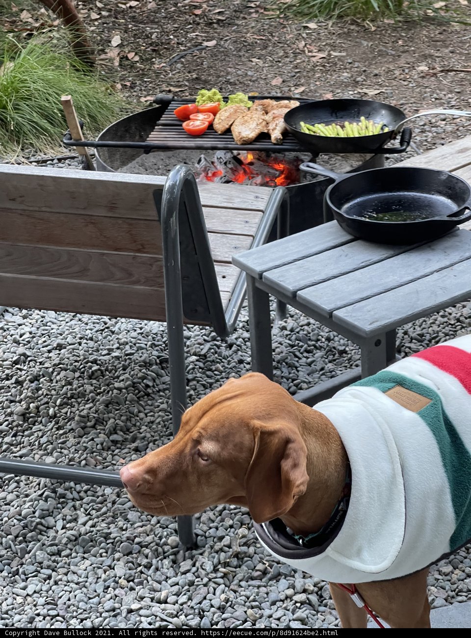 Grilled Delights with Furry Friend