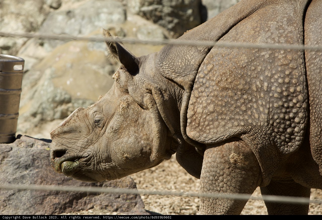 Impressive Rhino at SF Zoo
