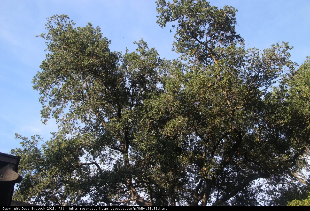 Majestic Oak Tree Under Blue Sky