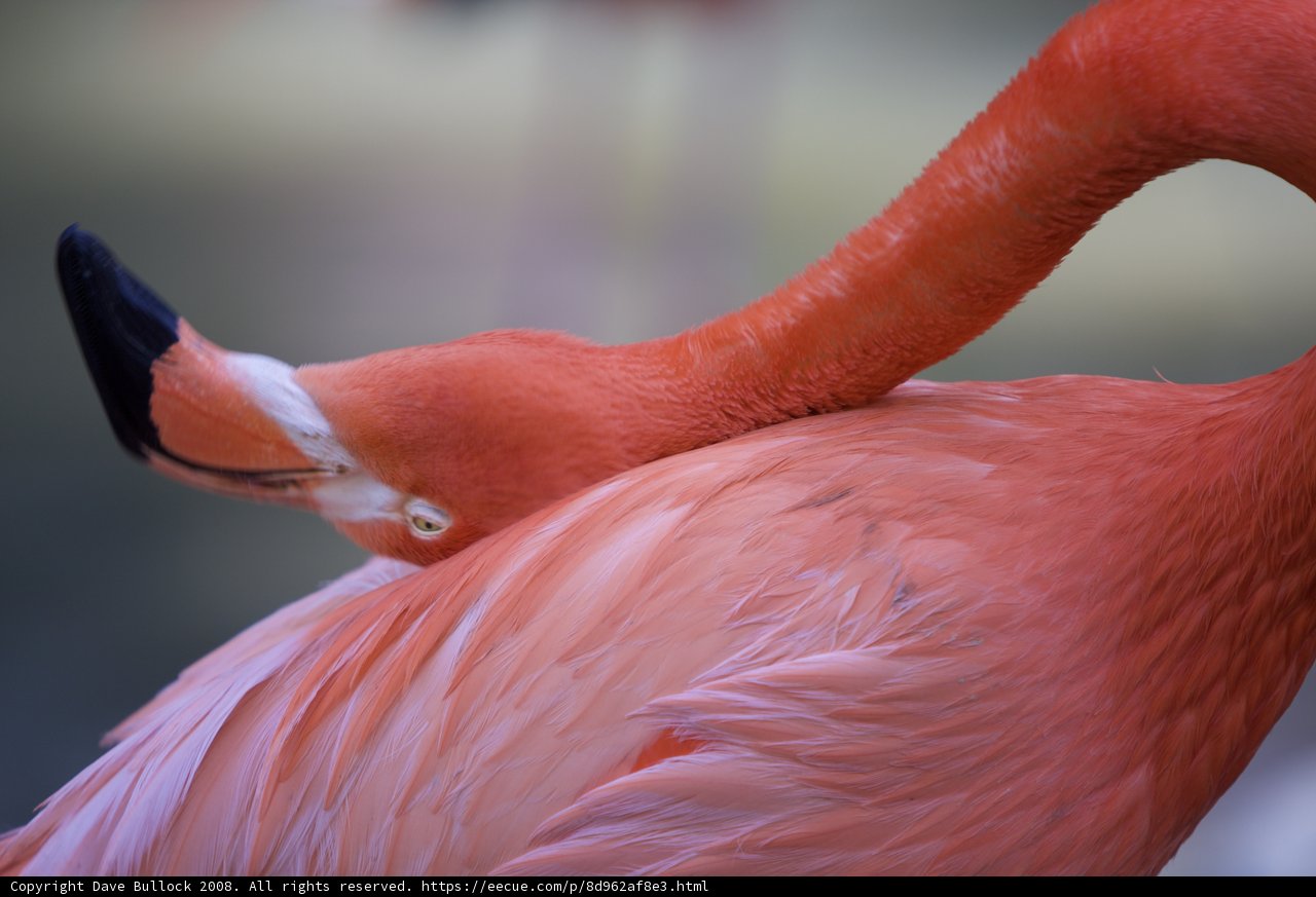 Flamingo in Repose