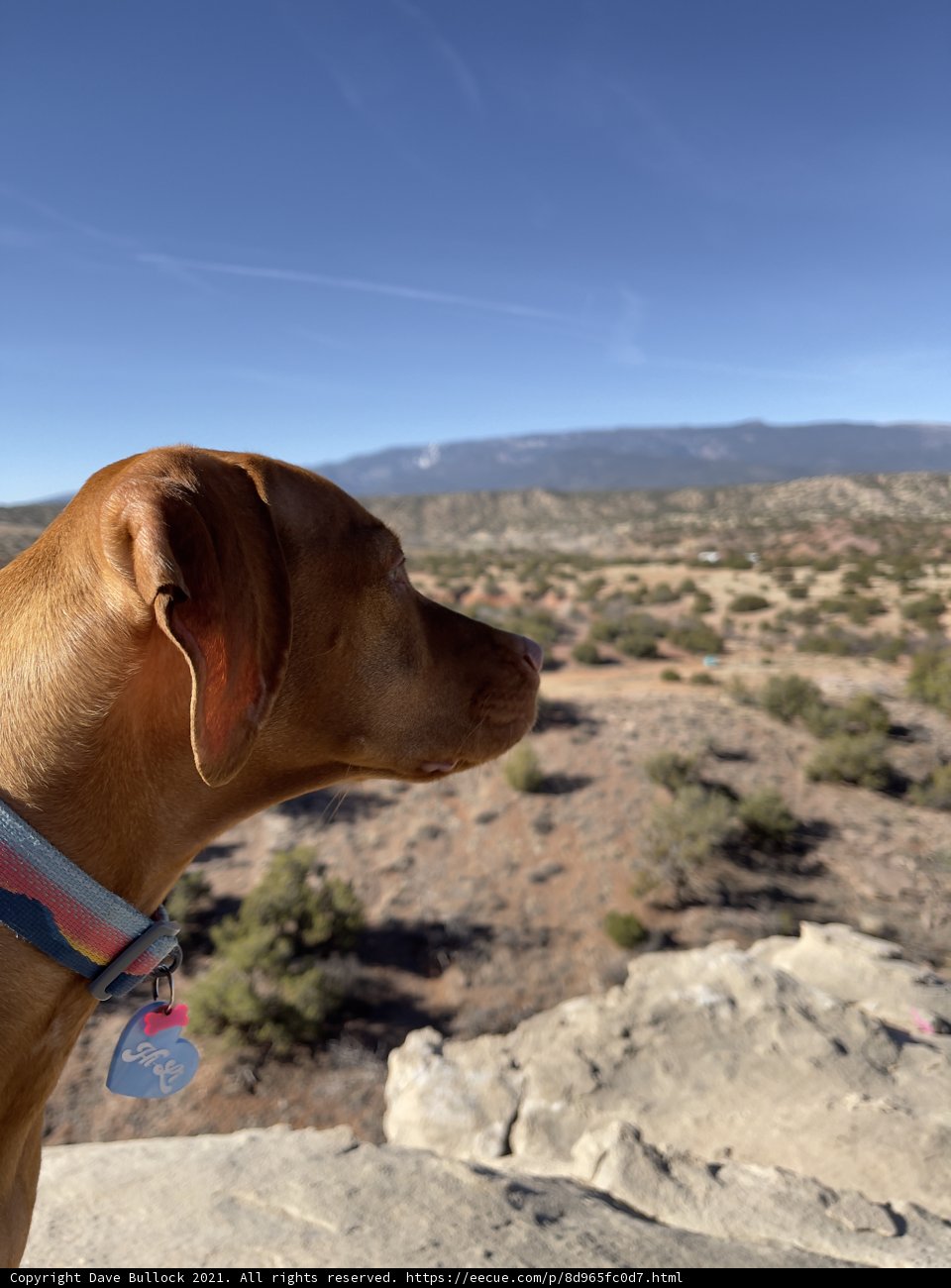 Majestic Vizsla overlooking the Sandia Park Wilderness