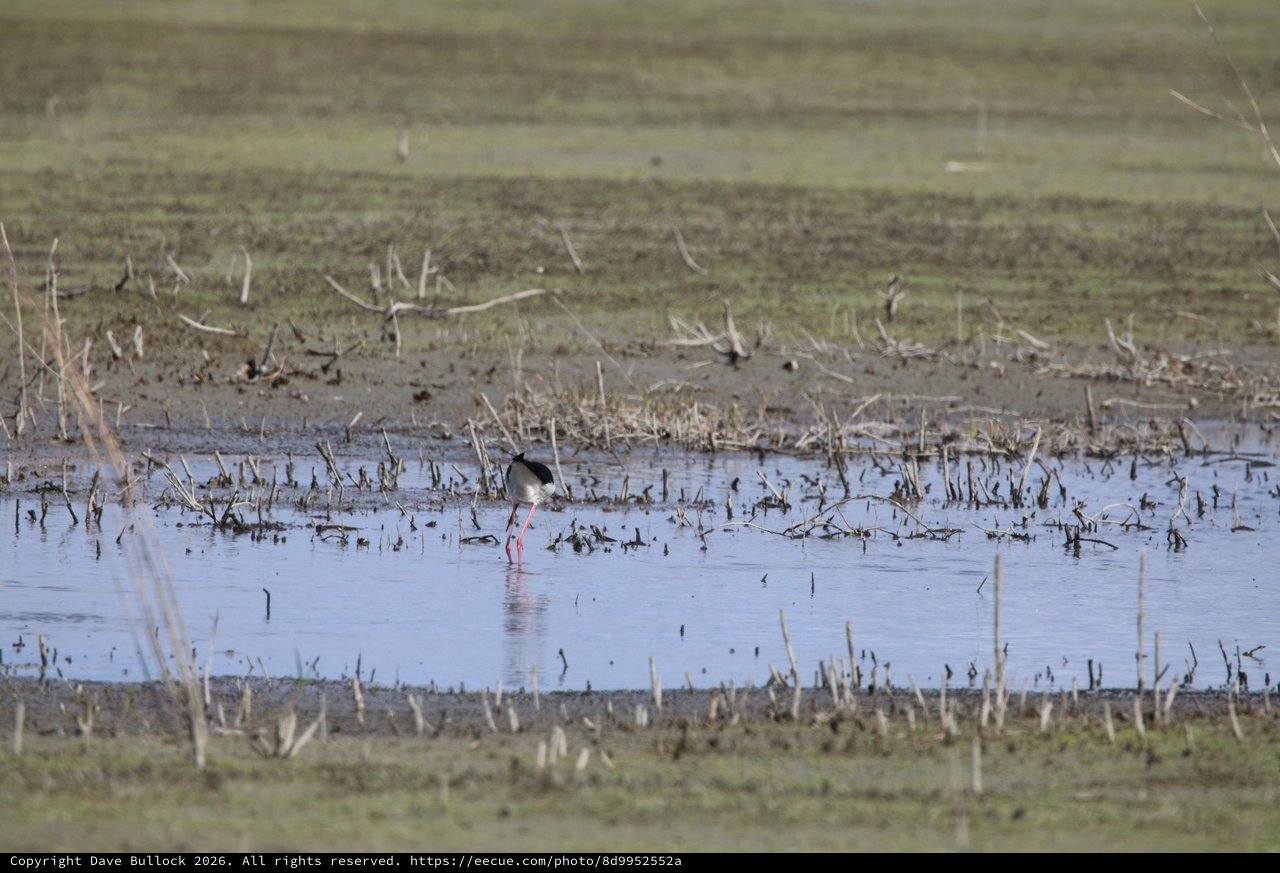 Black-necked Stilt Foraging in Wetland Shallows