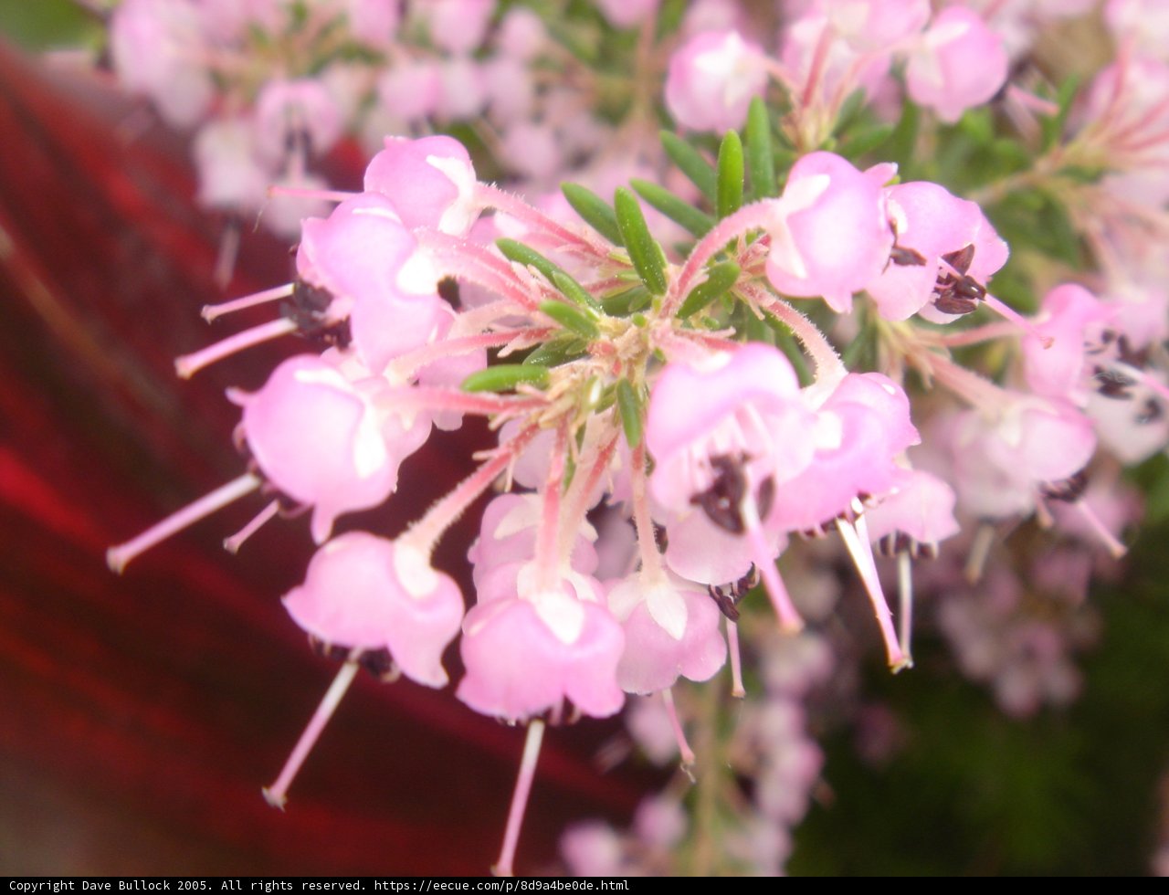 Geranium Blossoms in Full Bloom