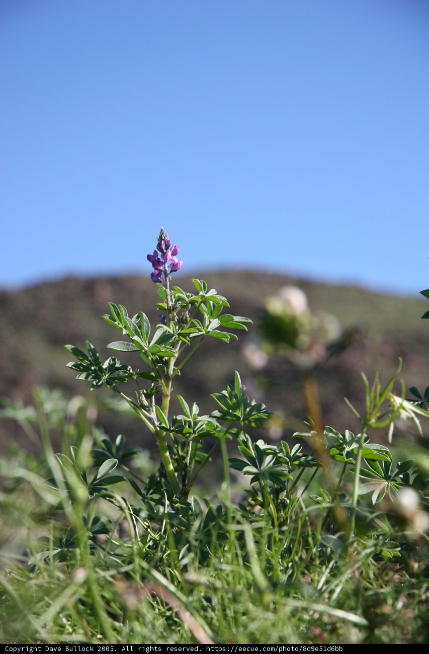 The Majestic Lupin Flower