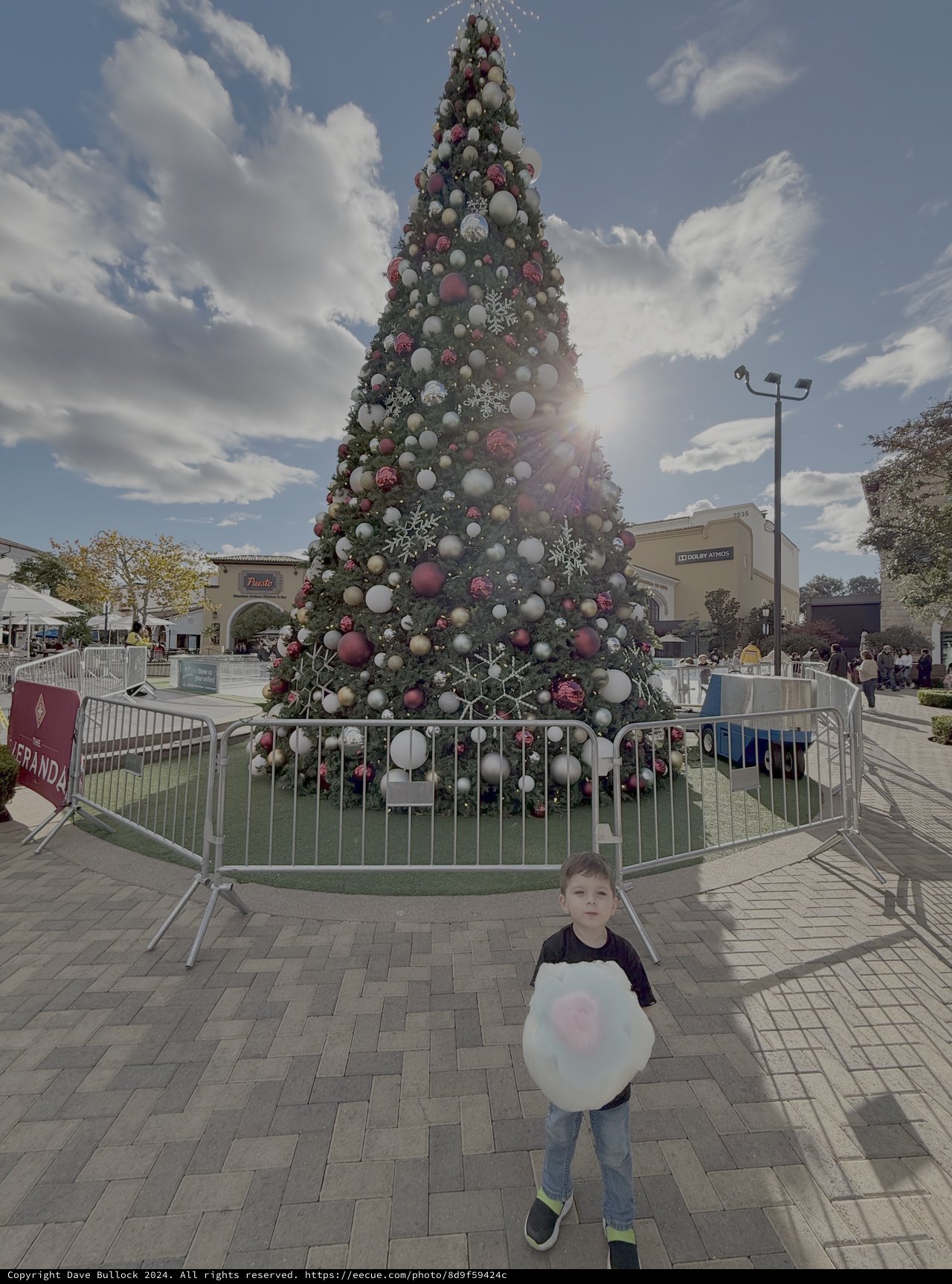 Child Enjoys Cotton Candy at Christmas Tree