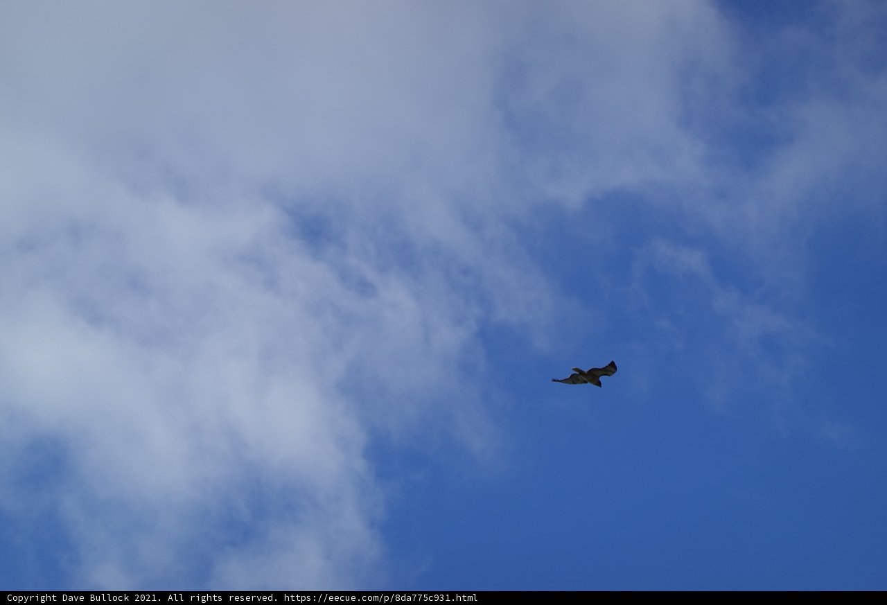 Majestic Bird in Flight