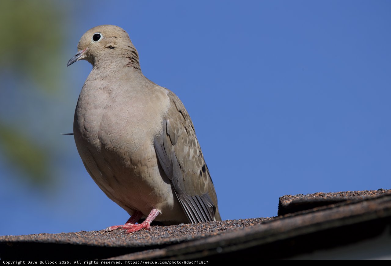 Mourning Dove Perched on Textured Roof Edge