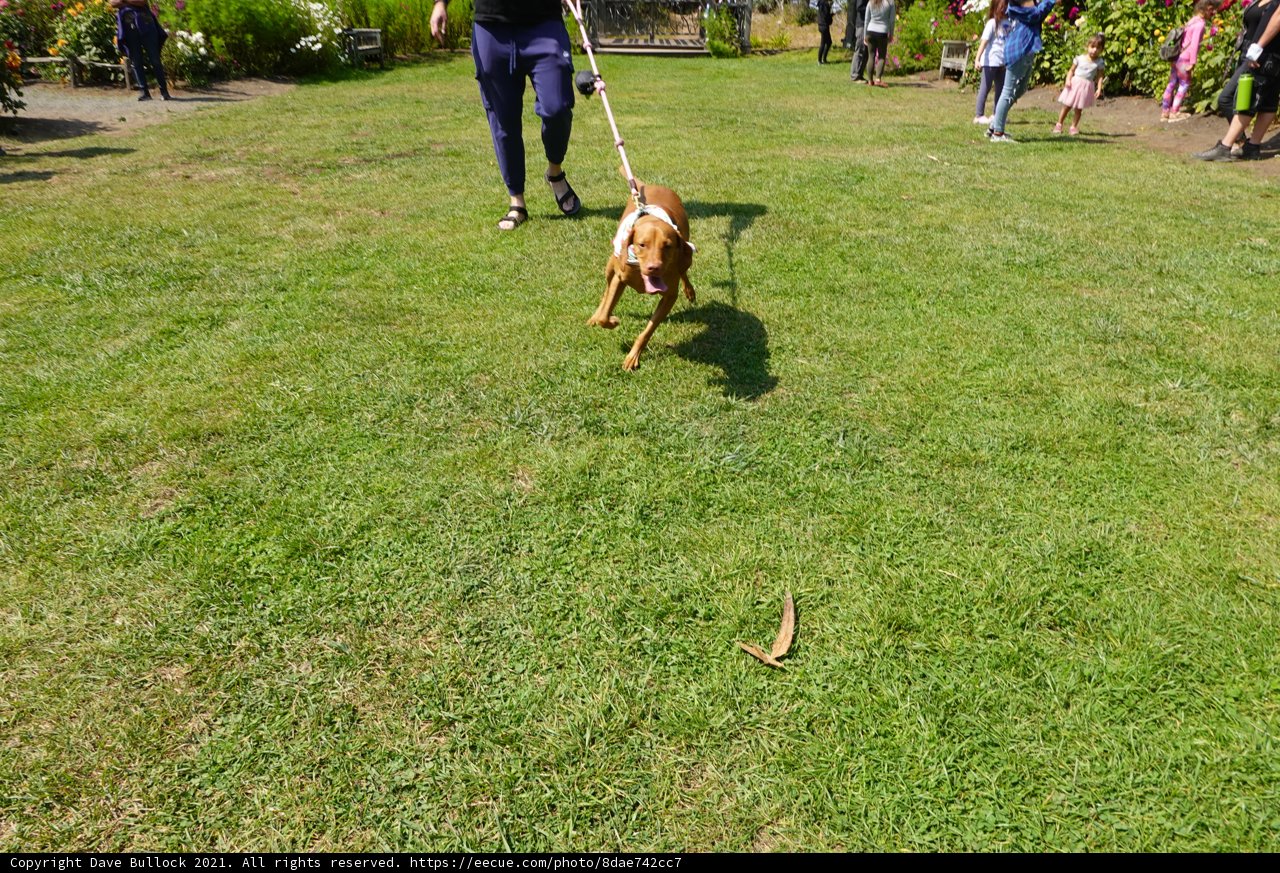 A pup's paradise in the park