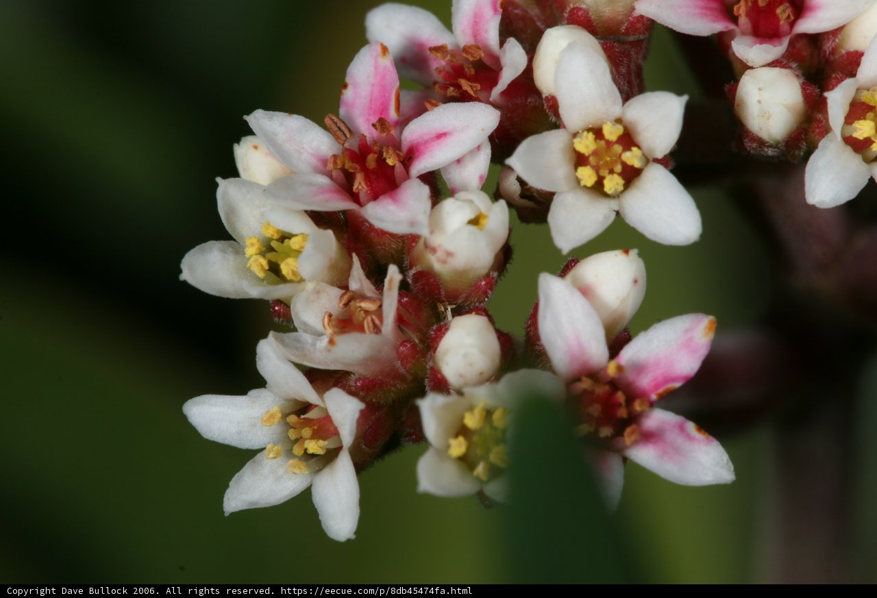 Blossoming Orchid