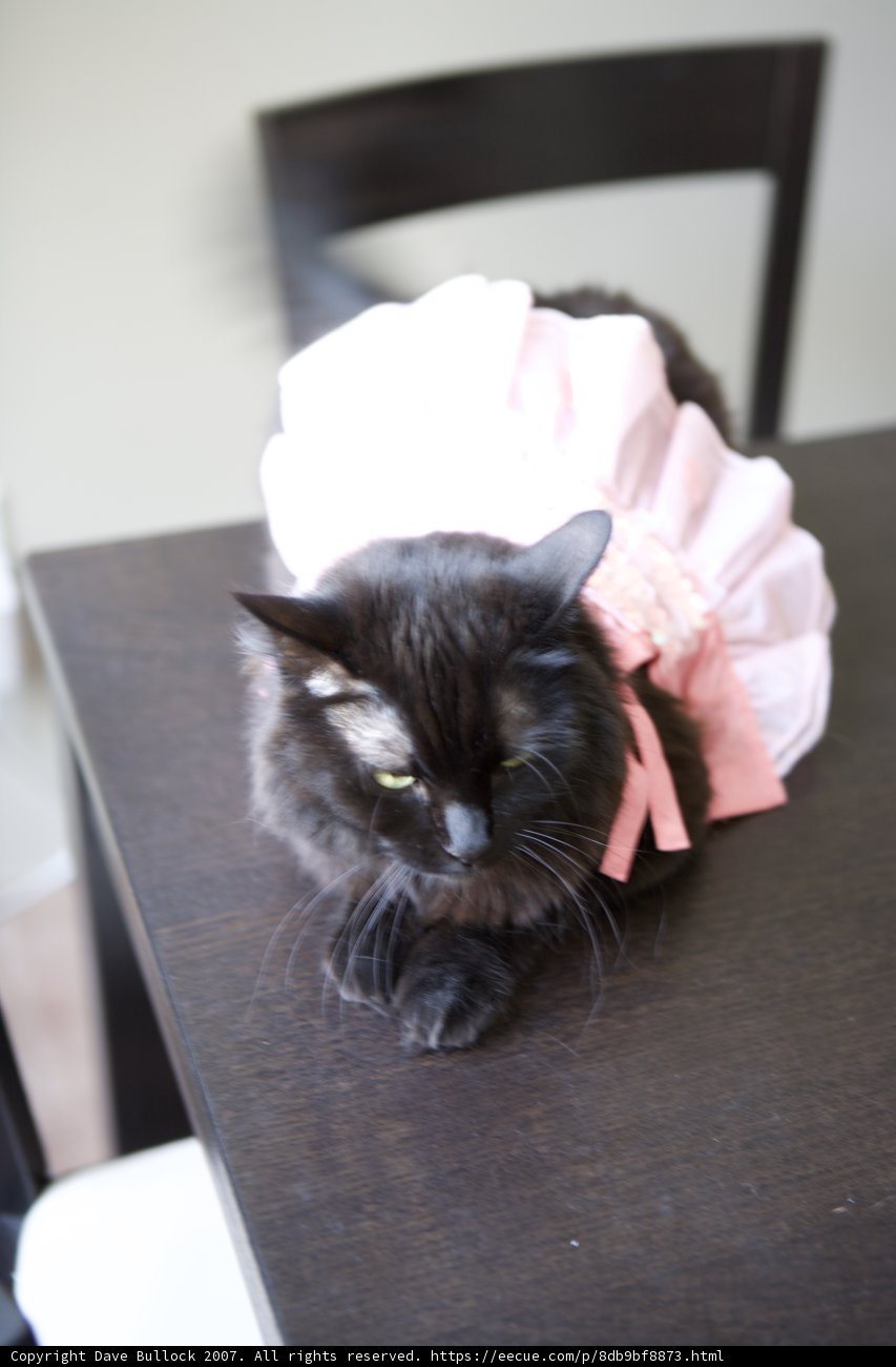 Isabella's Pink Tutu