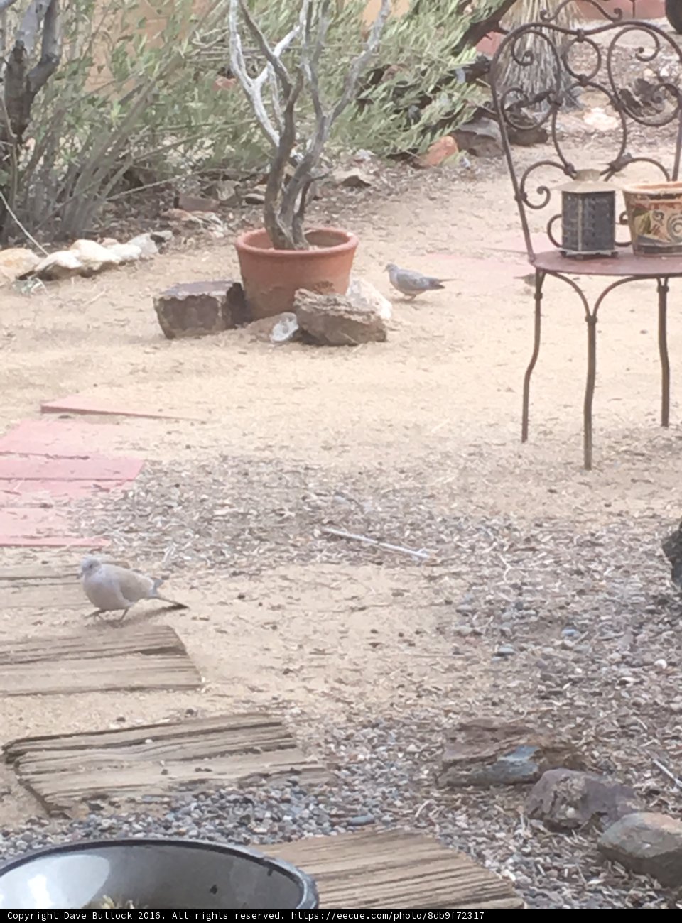 Chair-bound Bird