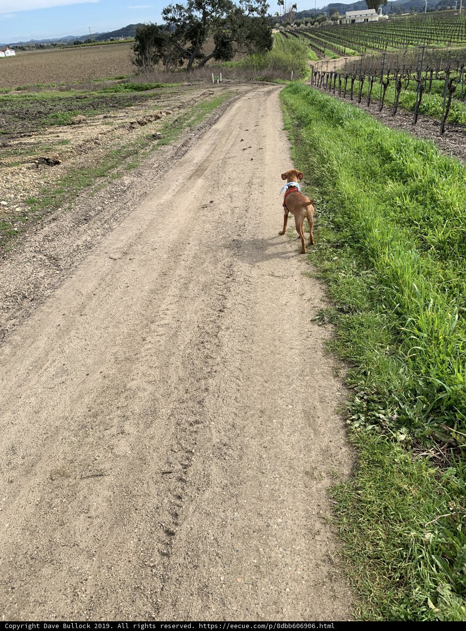 Running Free