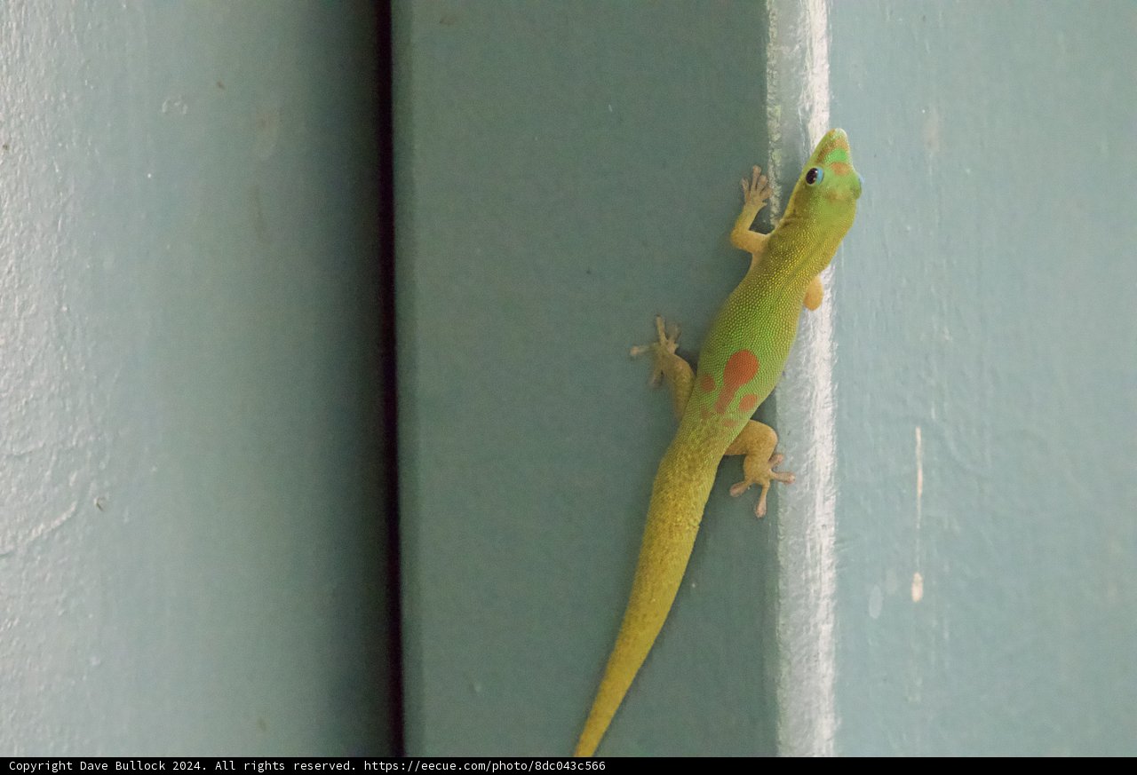 Vibrant Vigilant: A Green Gecko at the Honolulu Zoo