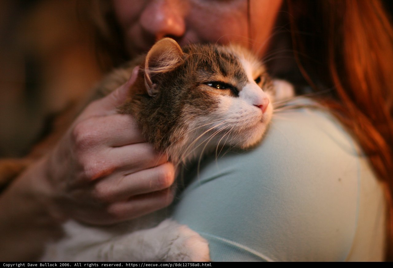 Feline Companionship