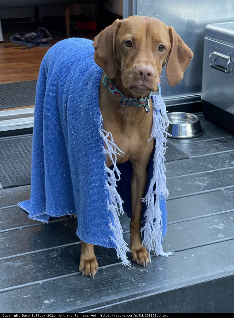 Cozy Vizsla on the Deck