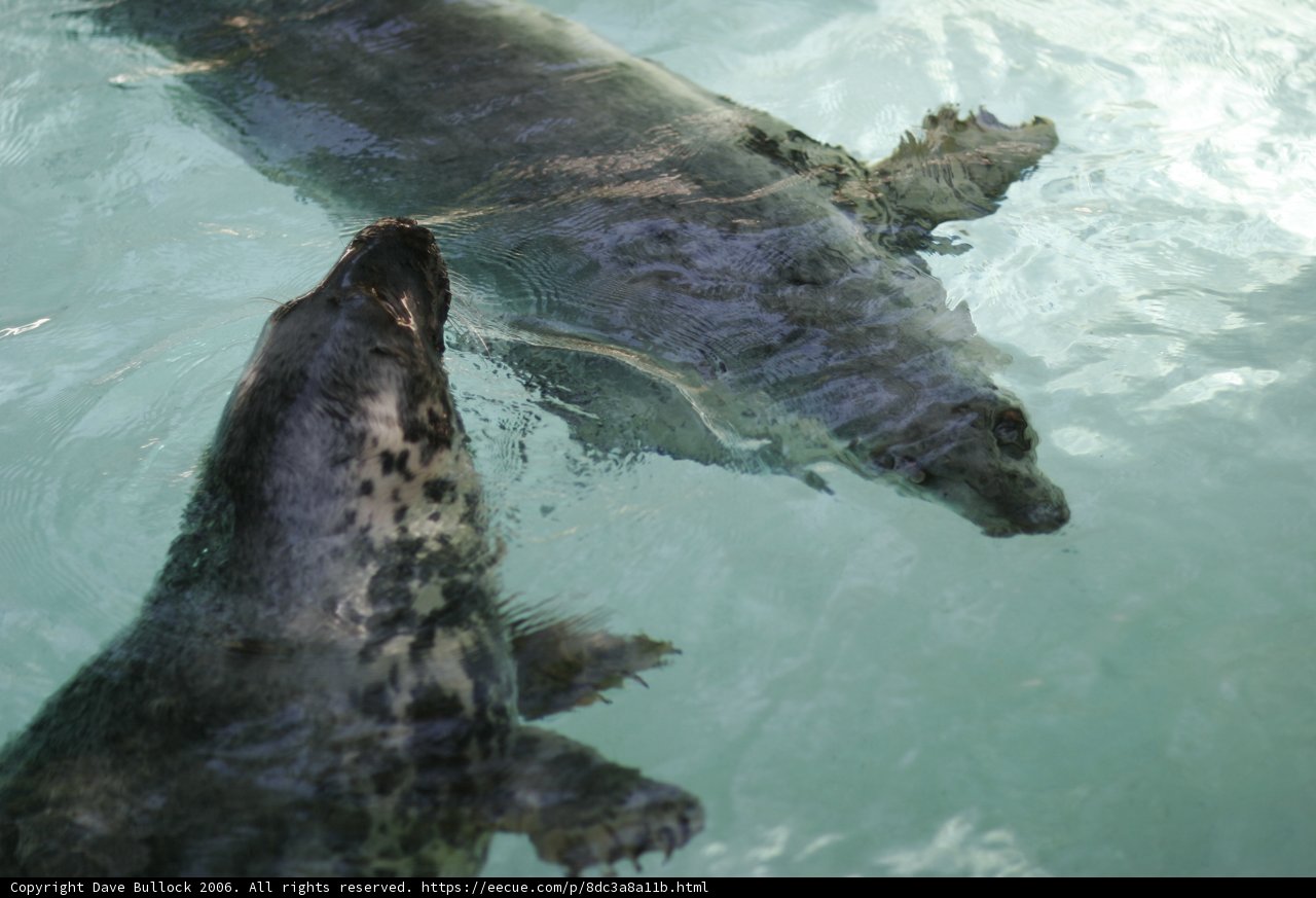 Seals Enjoying Their Habitat