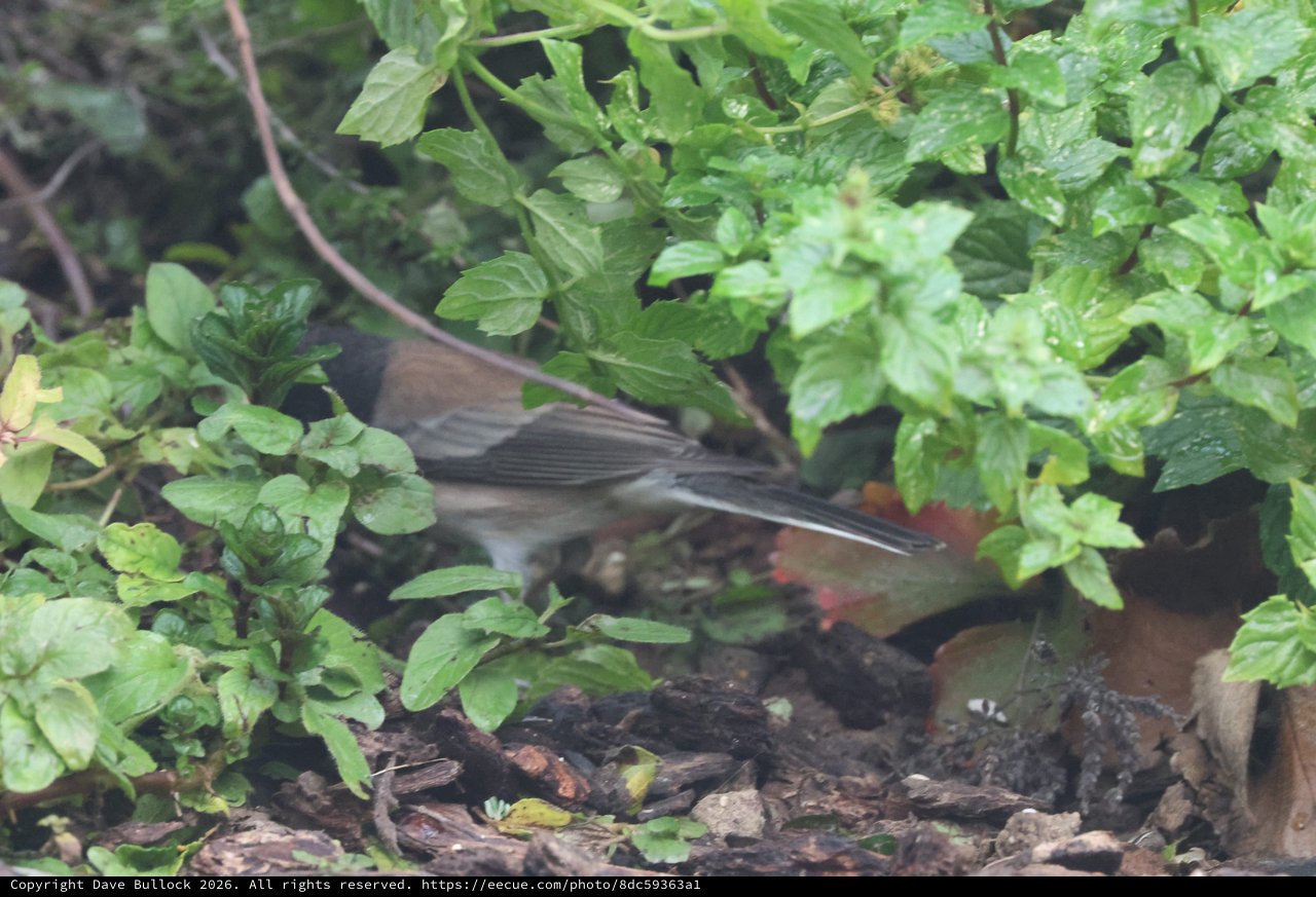 Dark-Eyed Junco Foraging Among Garden Greenery