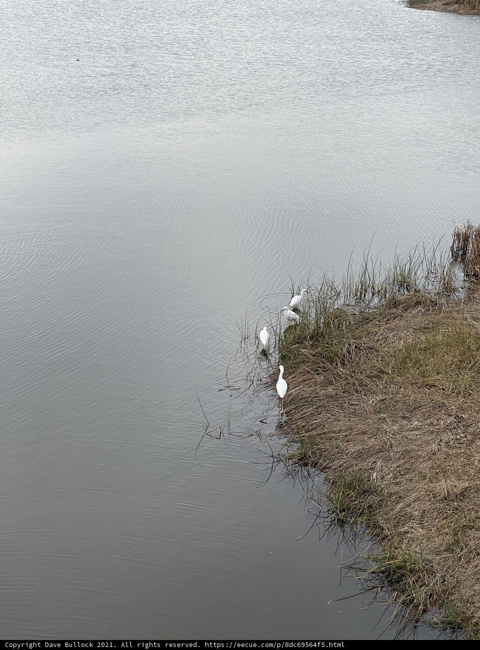 Two White Waterfowl in the Rodeo Lagoon