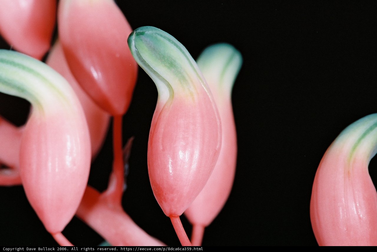 Pink Flowers in Full Bloom