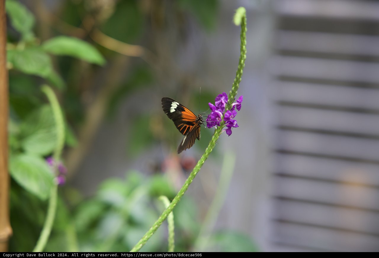 Garden Serenity: Butterfly Perched on a Purple Blossom