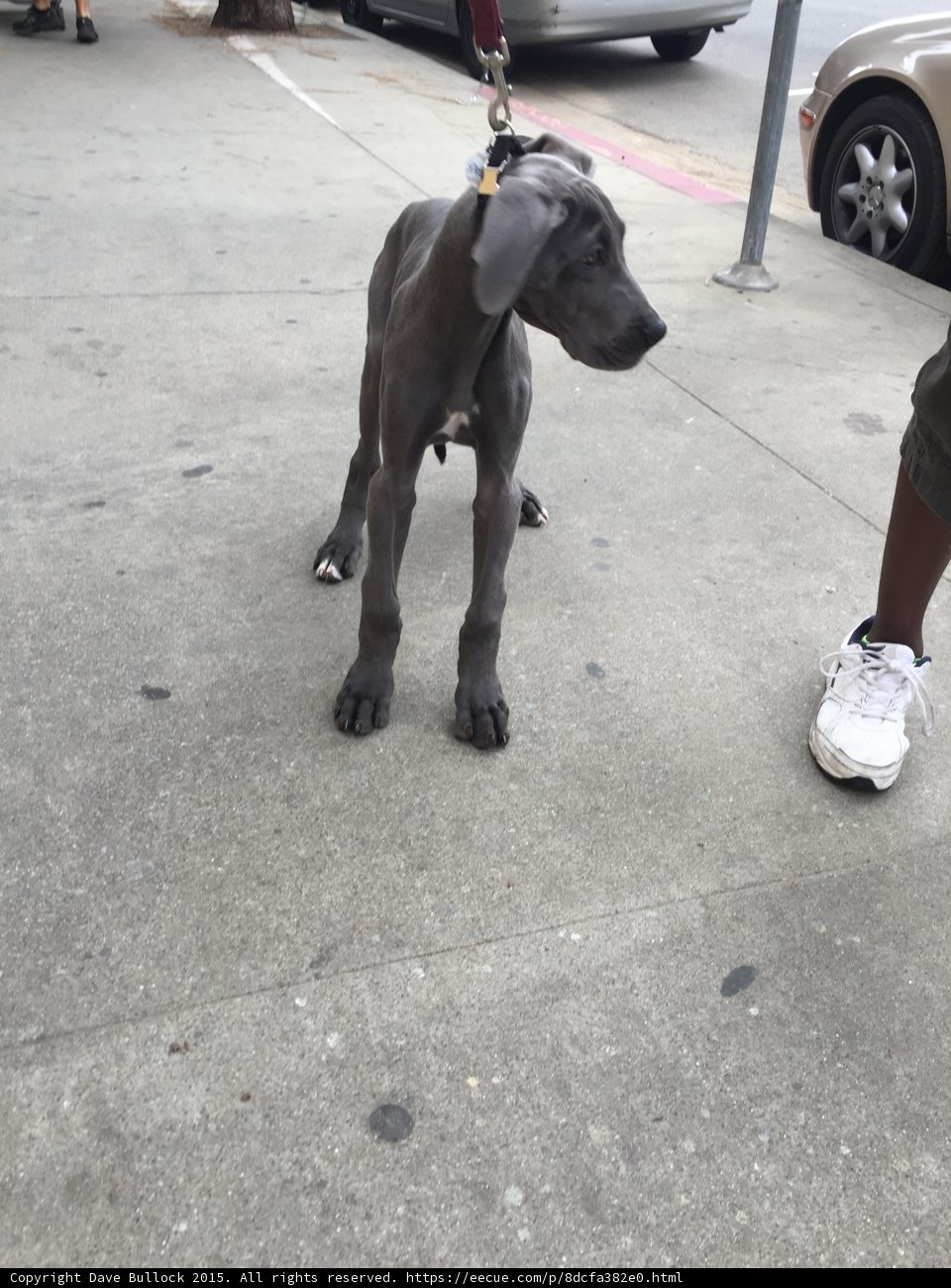 Great Dane on Grand Avenue