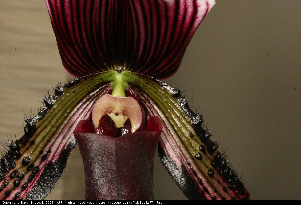Delicate Orchid