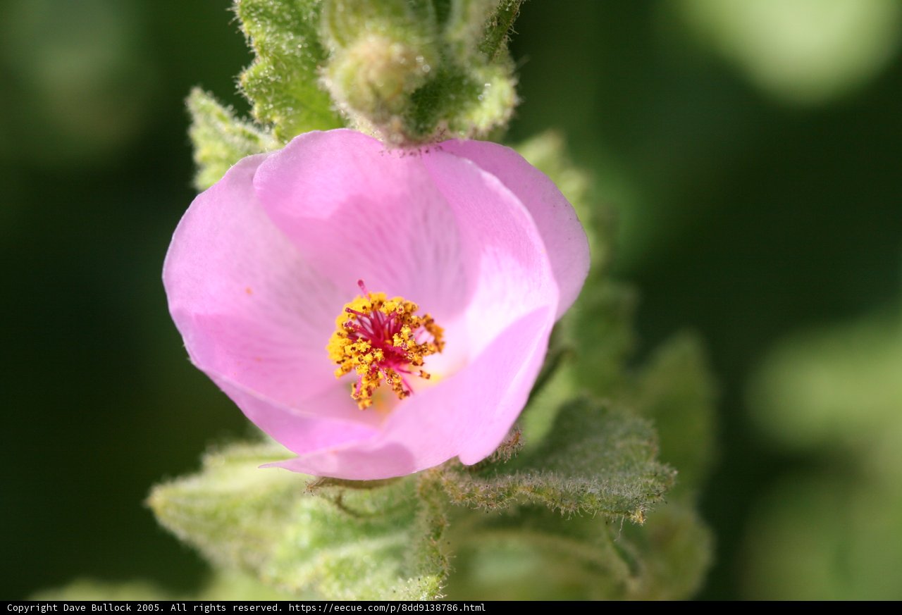Delicate Pink Flower with Vibrant Yellow Stamens