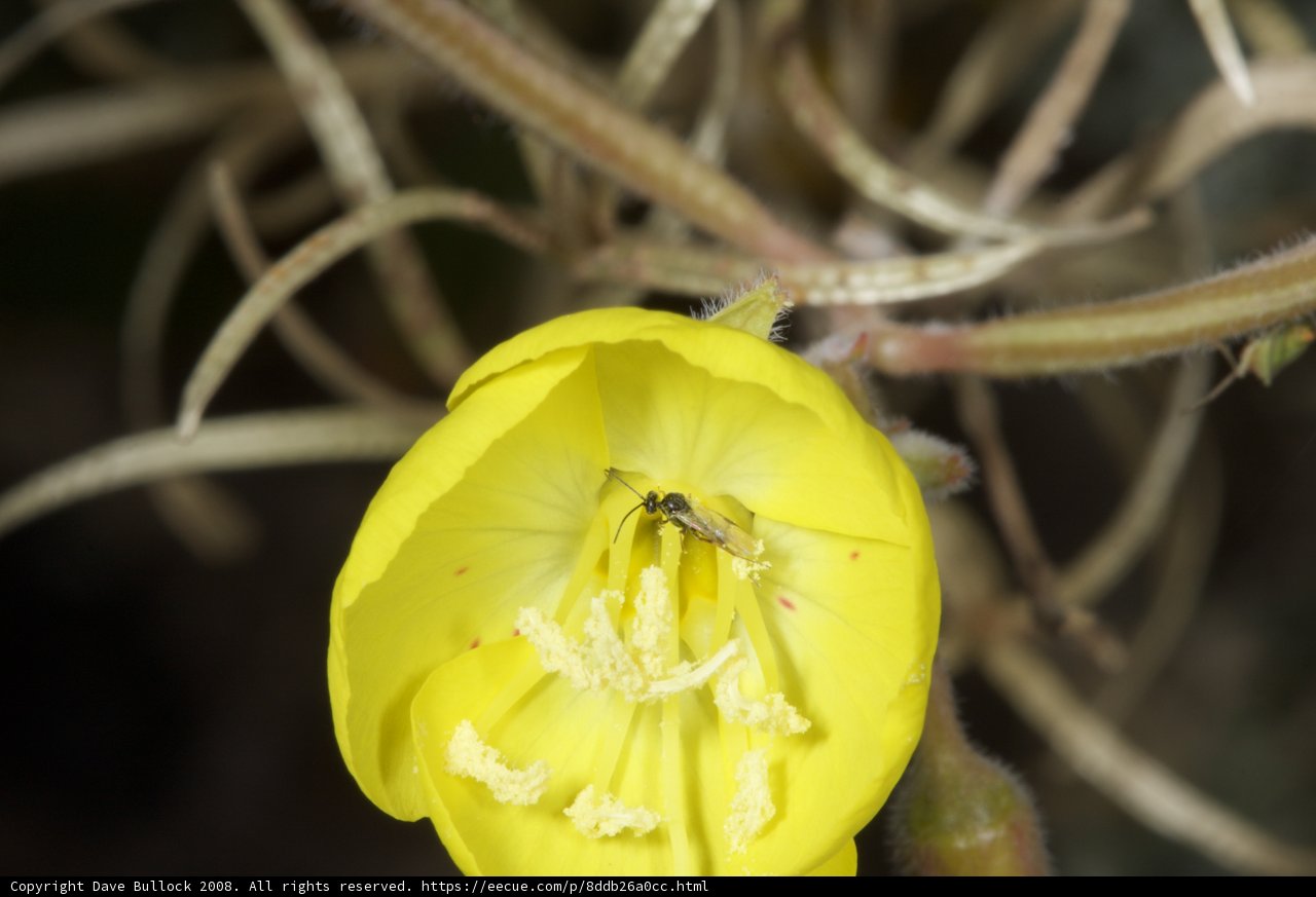 Bee Pollinating a Geranium Flower in the Desert