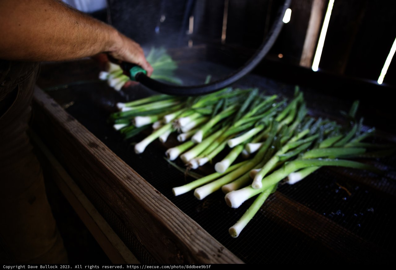 Washing Fresh Green Onions in the Garden