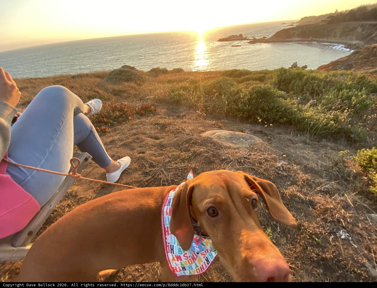 Serene Sunset with Puppy Love