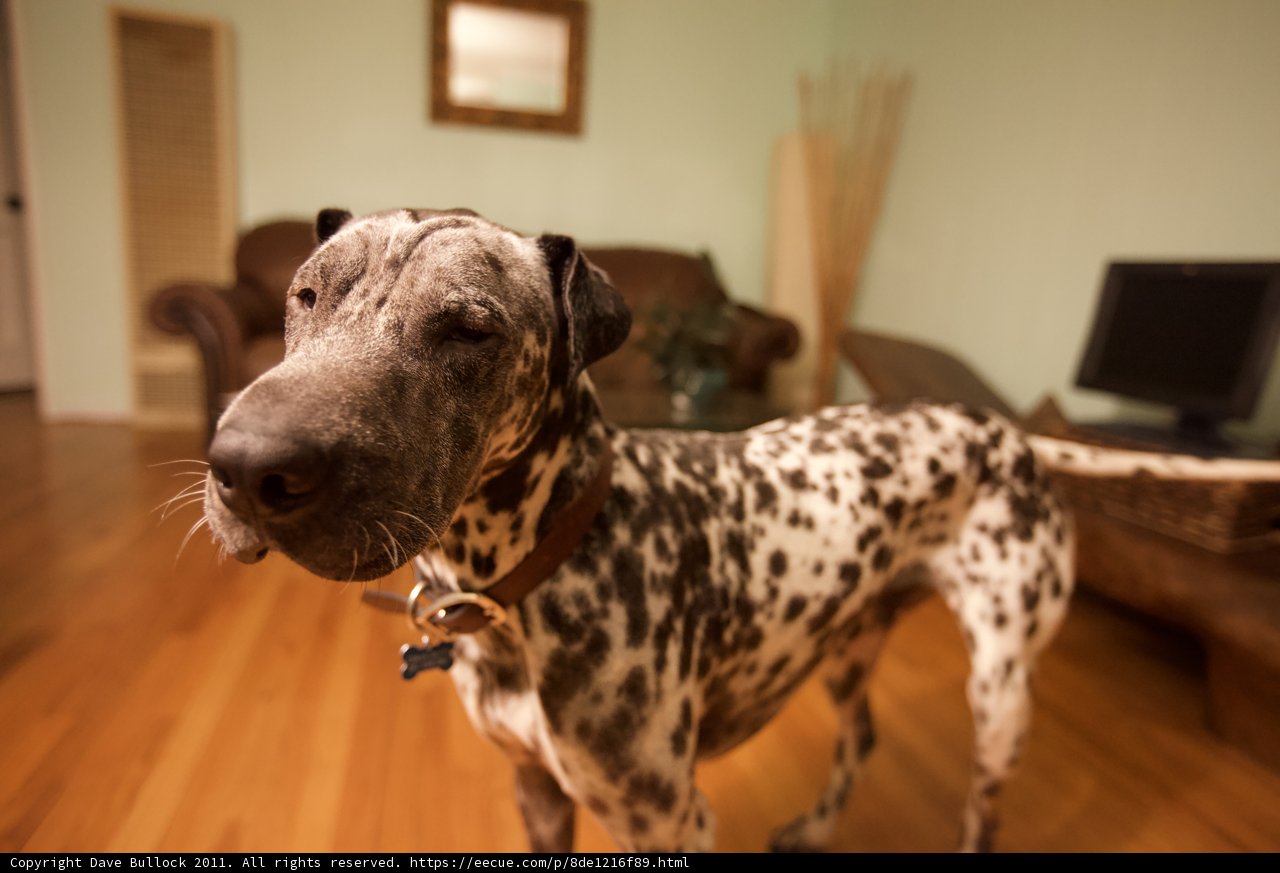 The Watchful Dalmatian