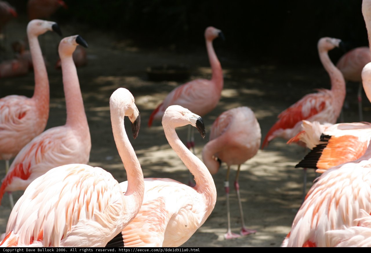 Flock of Flamingos