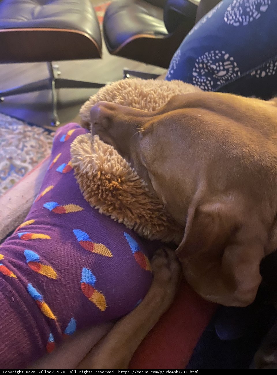 Cozy Evening with a Furry Companion