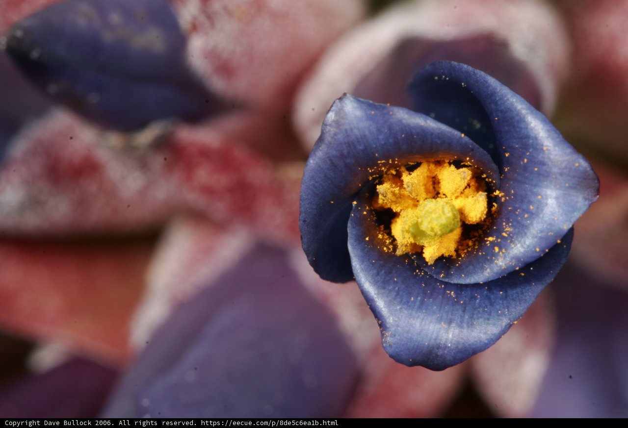 Purple Flower with Yellow Center