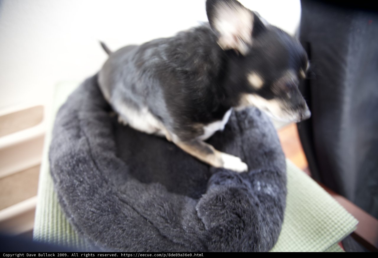 Comfy Canine