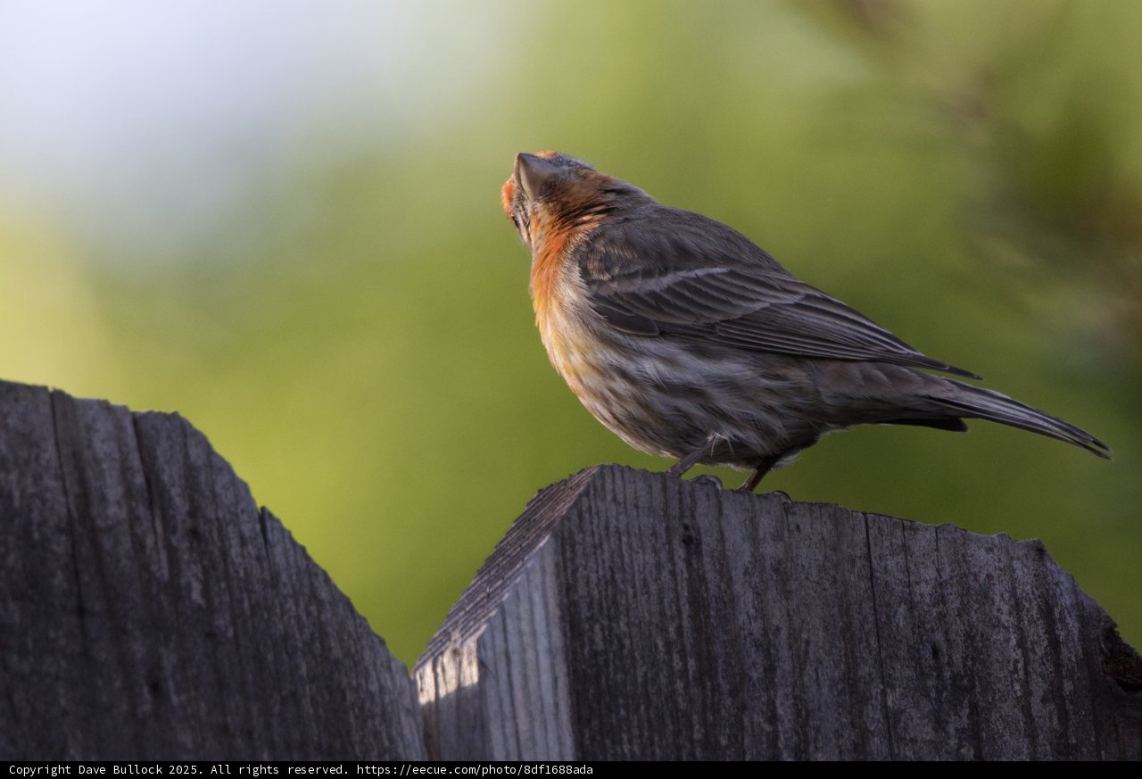 Perched Beauty
