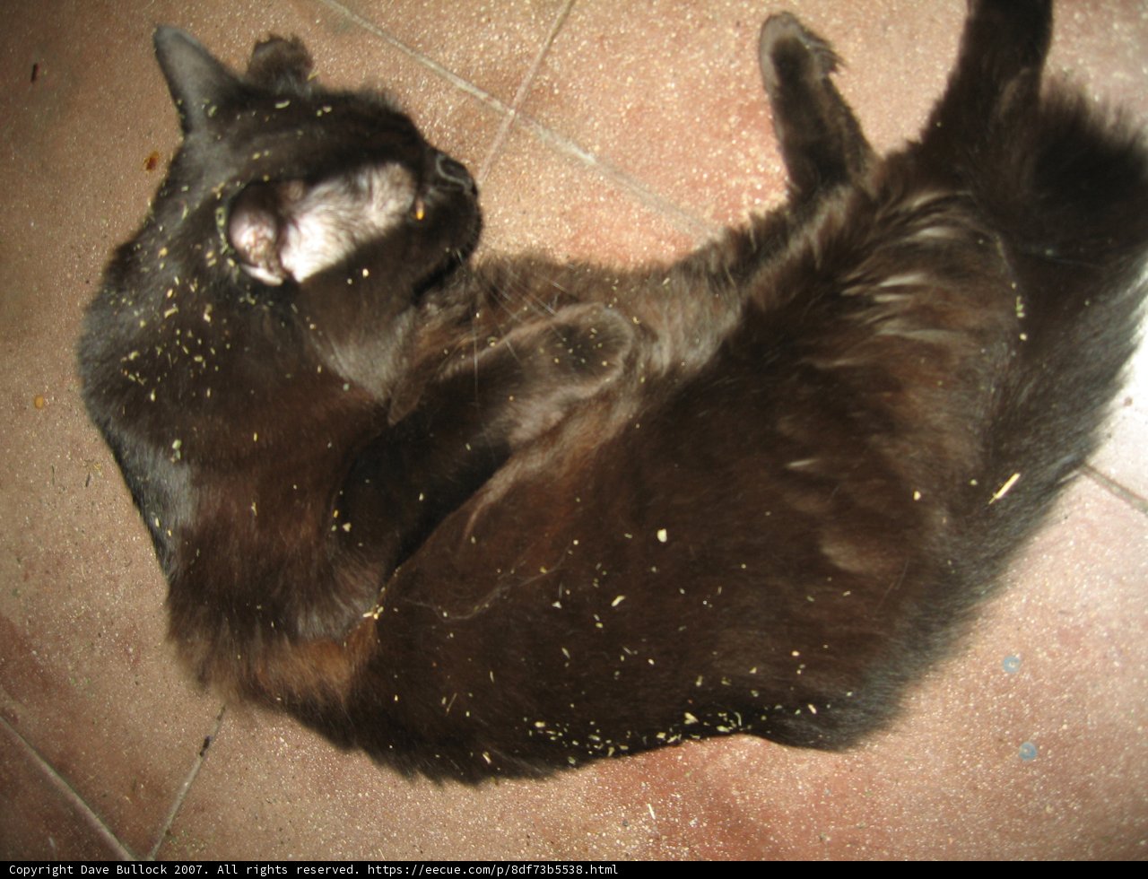 Relaxing Black Cat