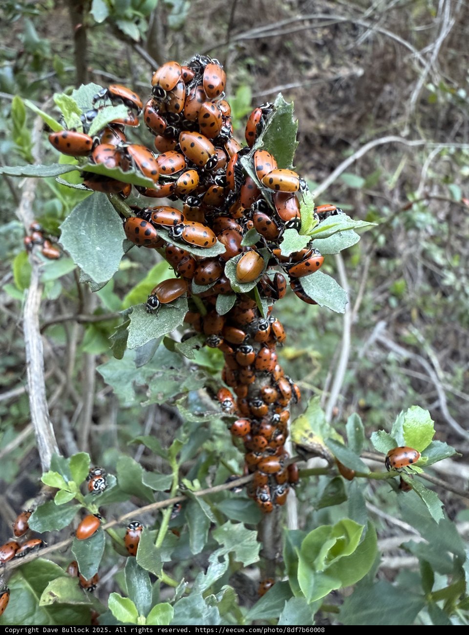 Ladybug Gathering on Huckleberry Trail