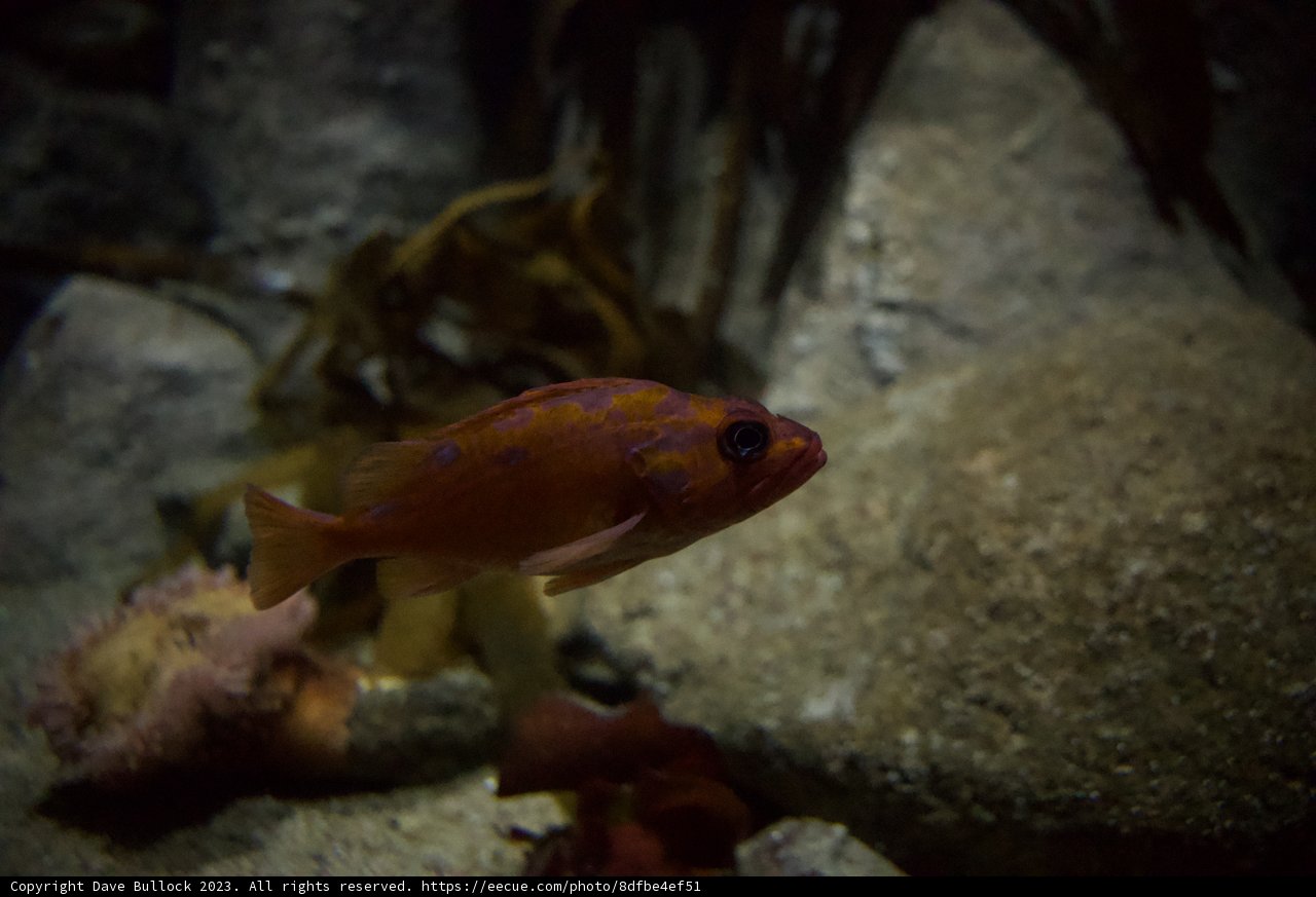 Dazzling Denizen of the Deep