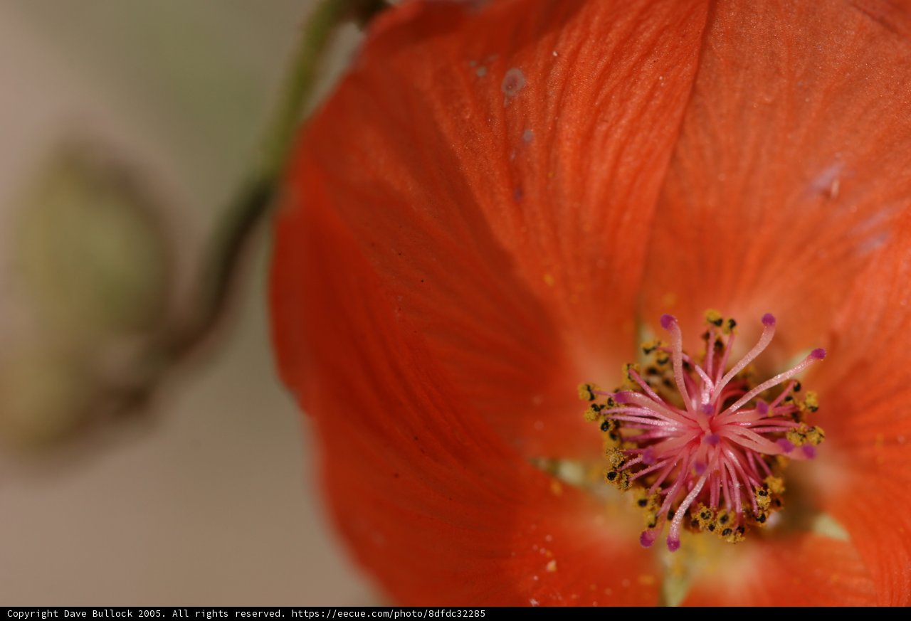 Blooming Geranium