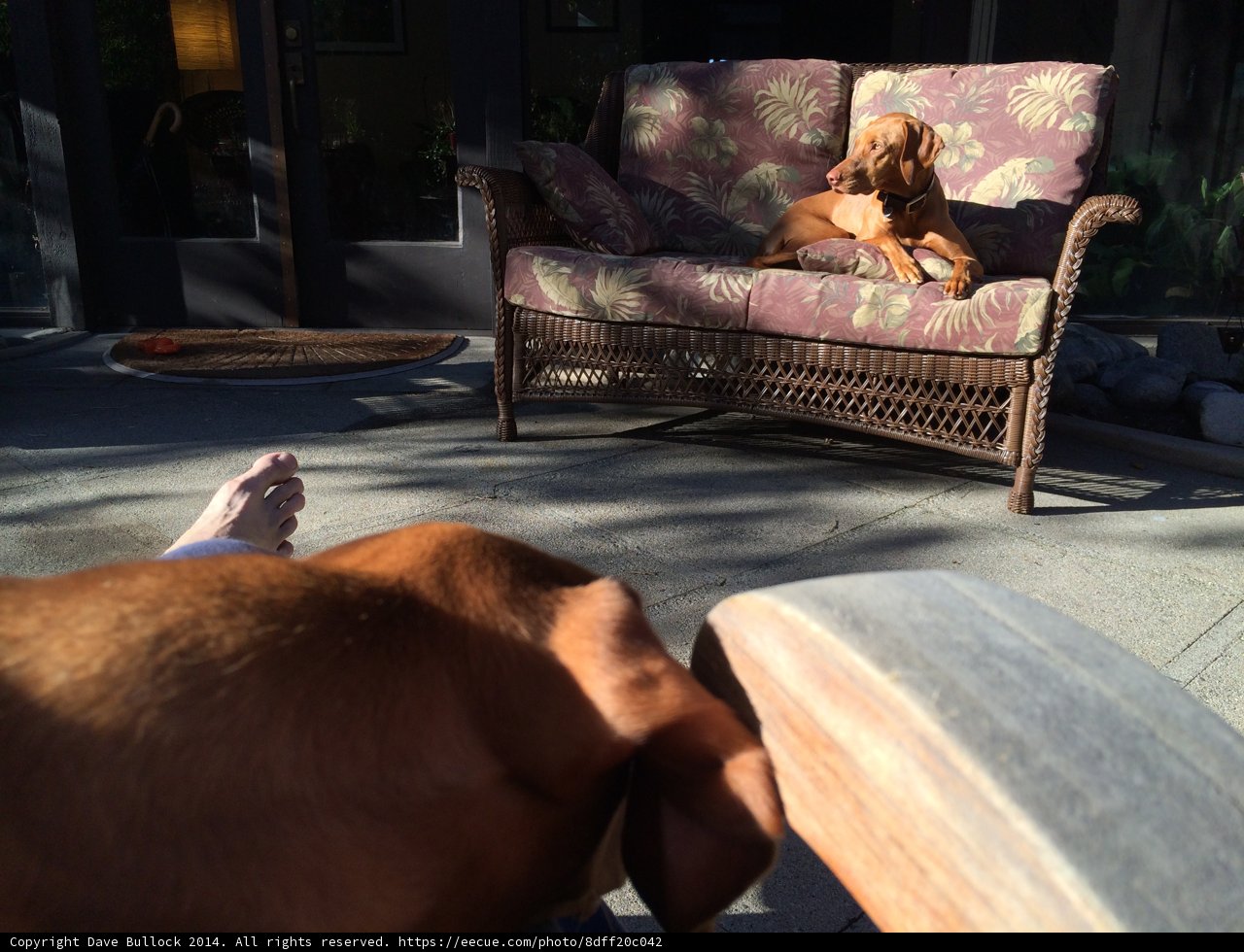 Lazy Dog on a Cozy Couch